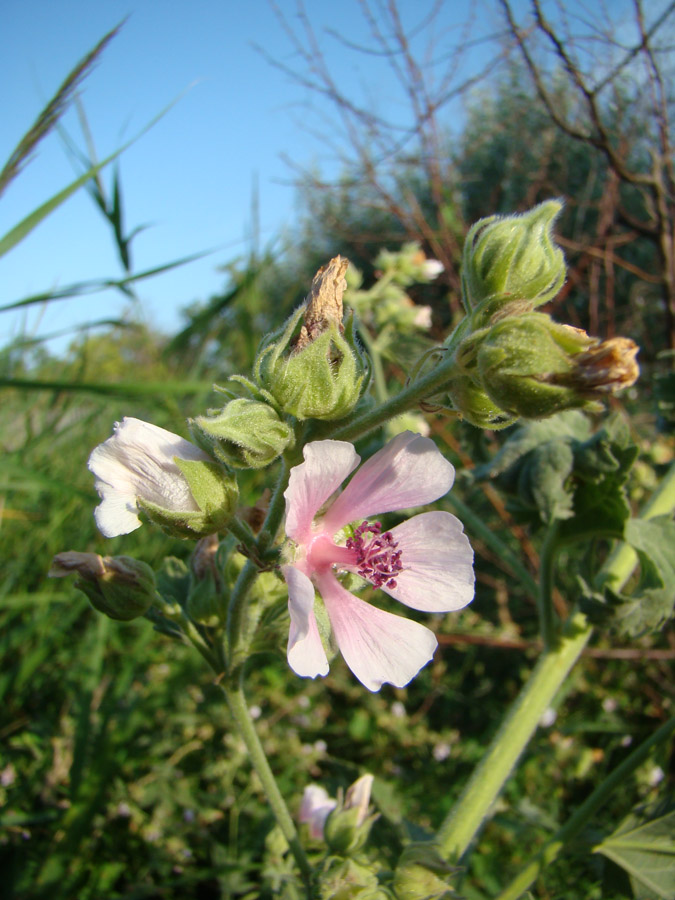 Изображение особи Althaea armeniaca.