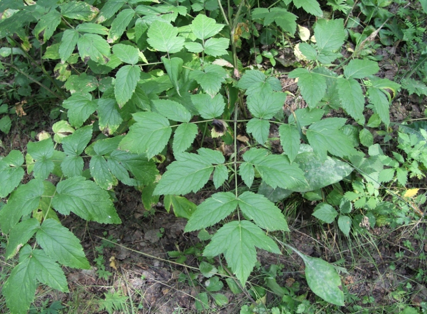 Image of Cimicifuga foetida specimen.