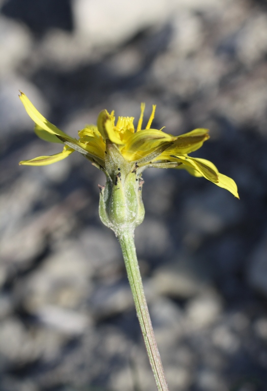 Image of Scorzonera lachnostegia specimen.