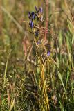 Gentiana pneumonanthe