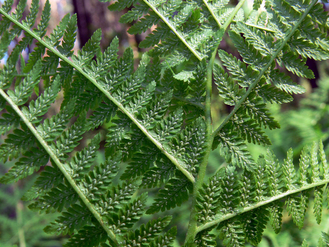 Изображение особи Athyrium filix-femina.