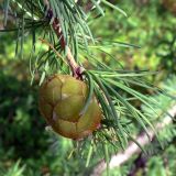 Larix sukaczewii