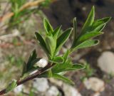 Salix myrsinifolia. Ветвь. Татарстан, Бавлинский р-н, сухое русло. 15.05.2011.