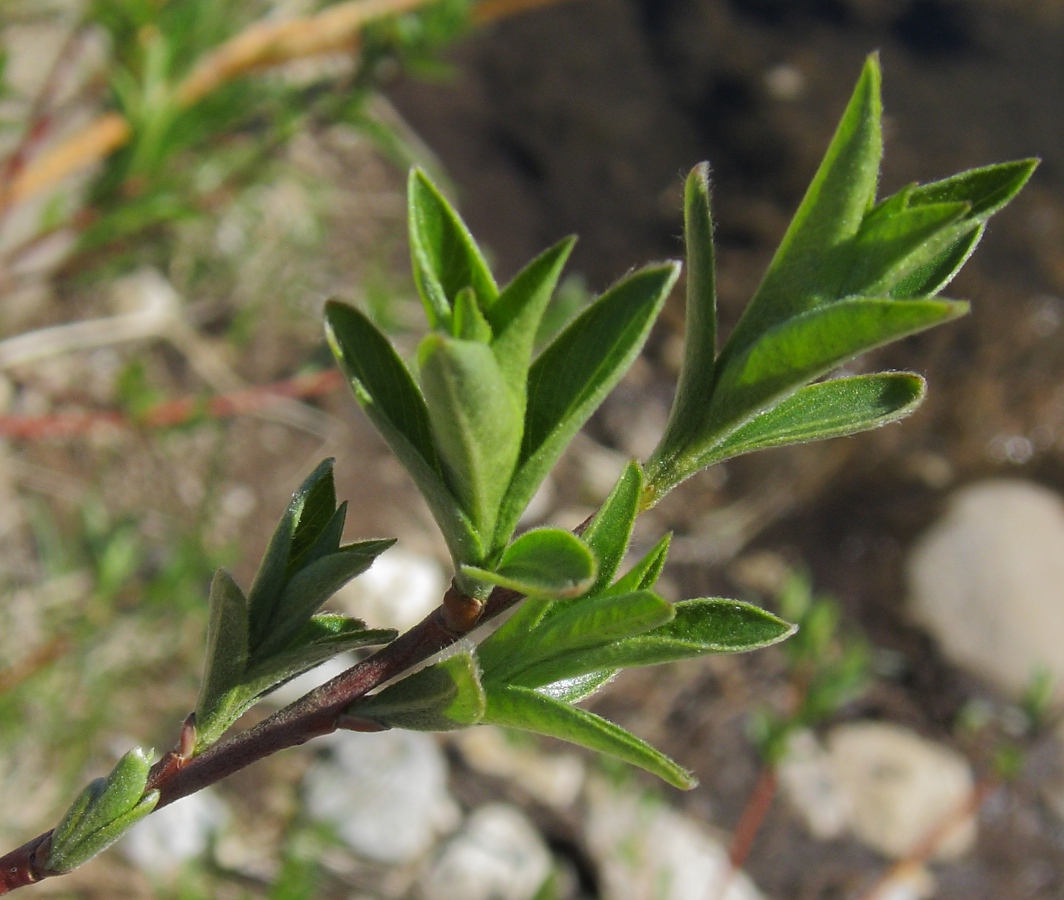 Image of Salix myrsinifolia specimen.