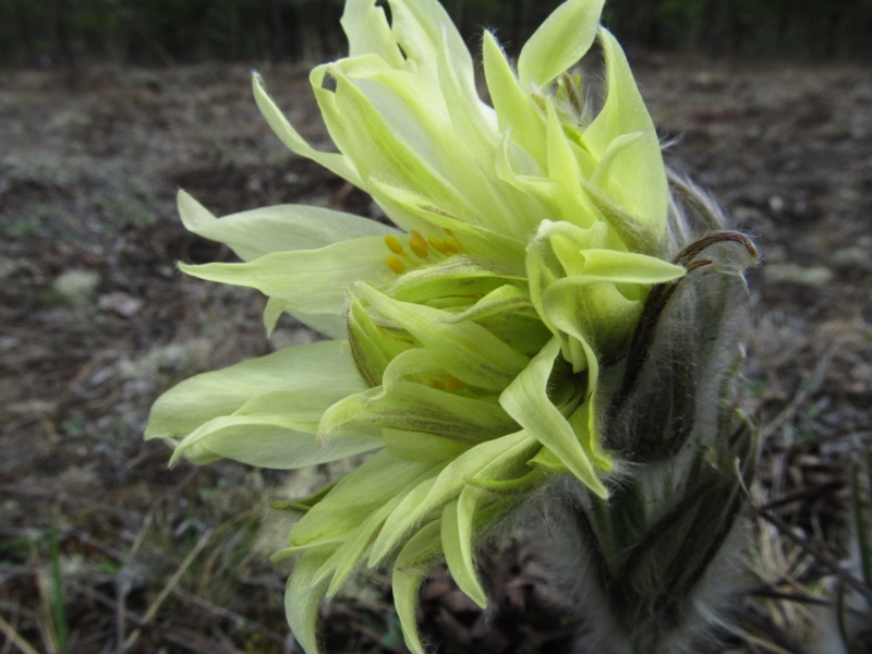 Изображение особи Pulsatilla uralensis.