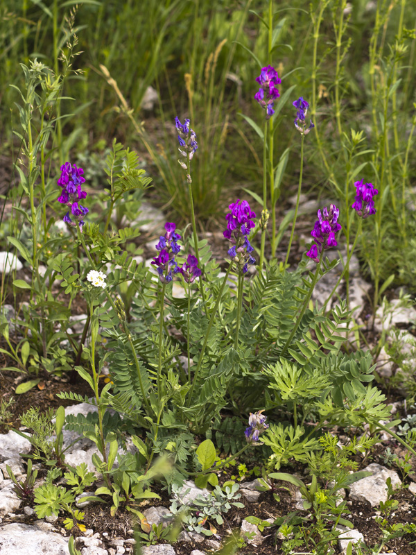 Изображение особи Oxytropis uralensis.