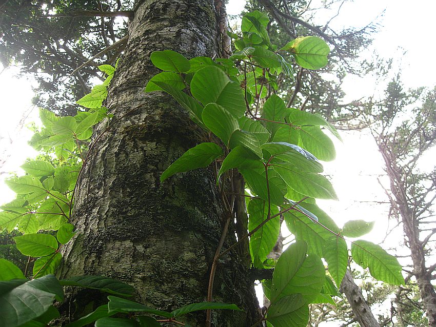 Image of Toxicodendron orientale specimen.