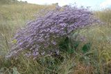 Limonium coriarium