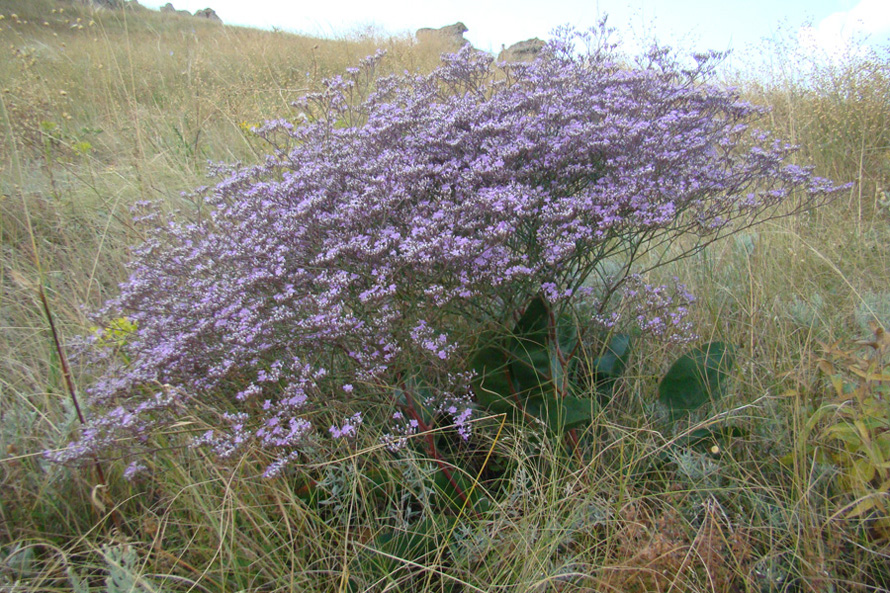 Изображение особи Limonium coriarium.