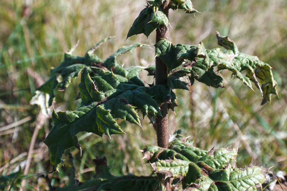 Image of Echinops sphaerocephalus specimen.