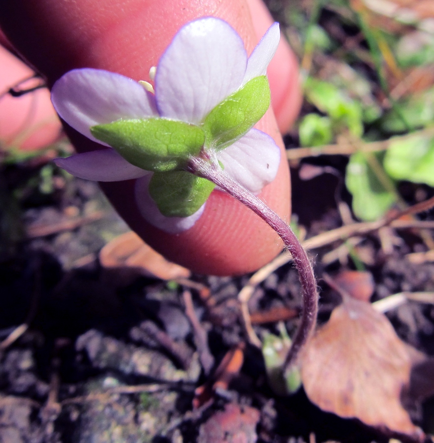 Изображение особи Hepatica nobilis.