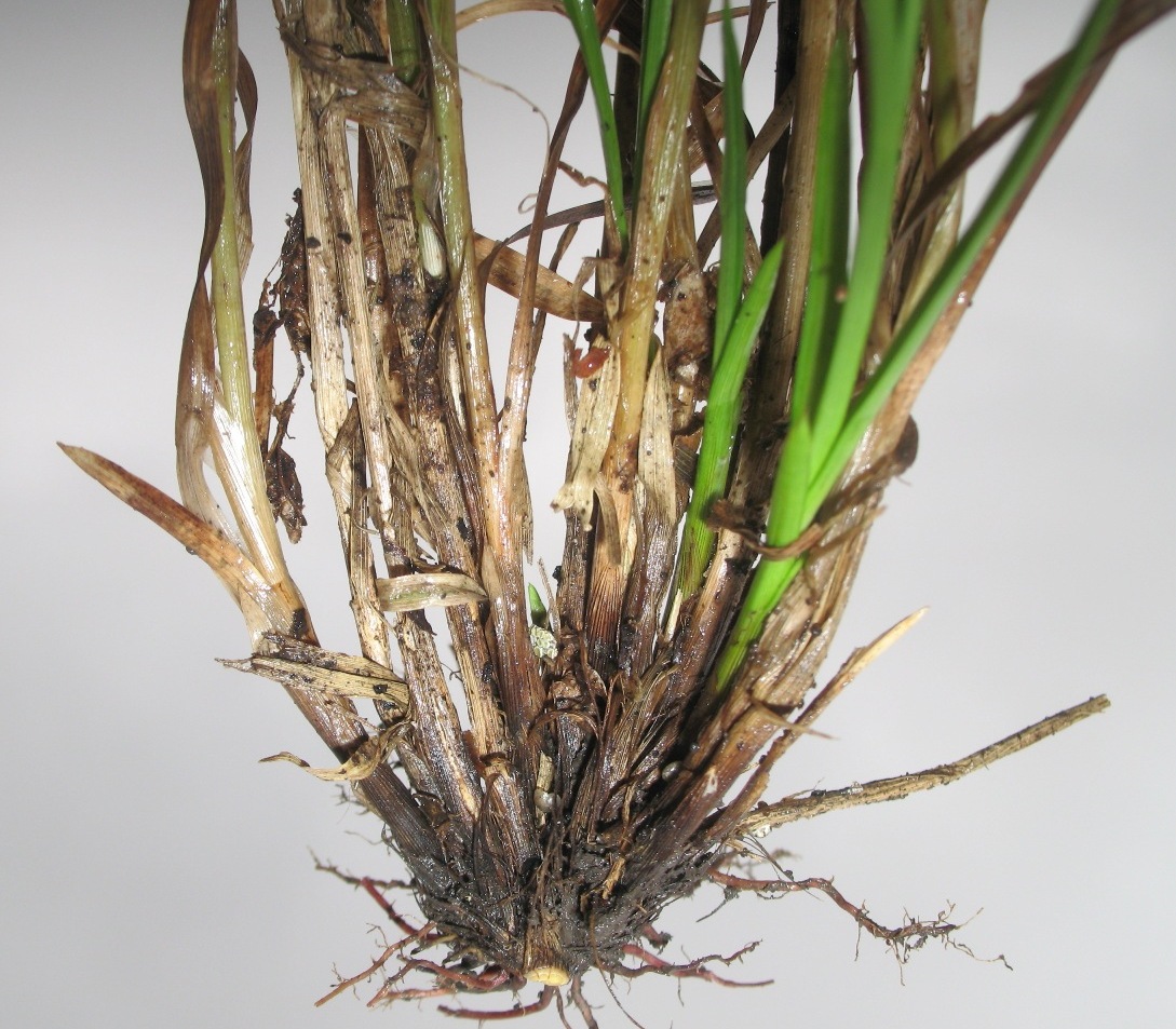 Image of Carex divulsa specimen.