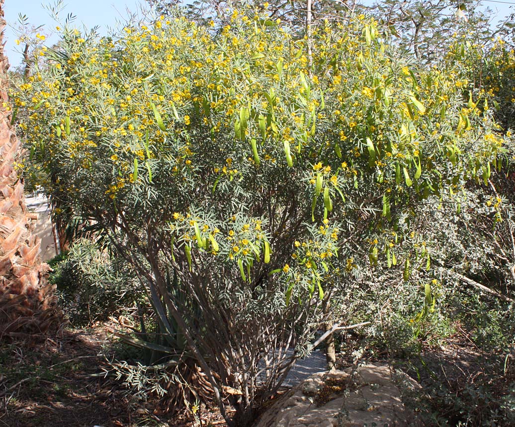 Image of Senna artemisioides specimen.