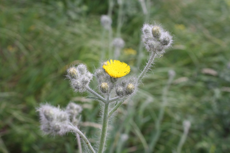 Изображение особи Pilosella echioides.