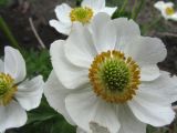 Anemonastrum sibiricum