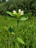 Galeopsis speciosa. Верхушка цветущего растения. Смоленская обл., Смоленский р-н, окр. Каспли. 09.07.2011.