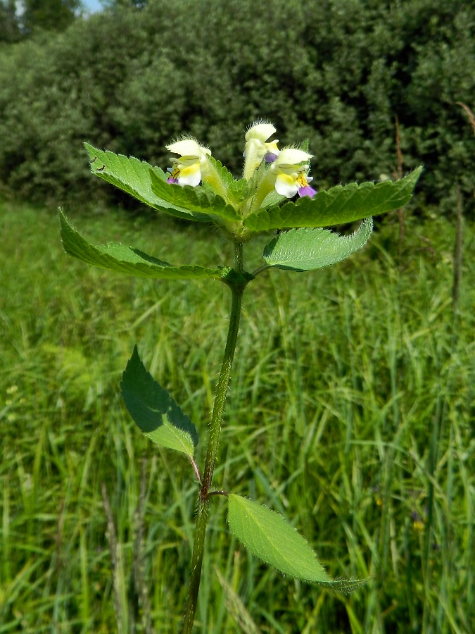 Изображение особи Galeopsis speciosa.