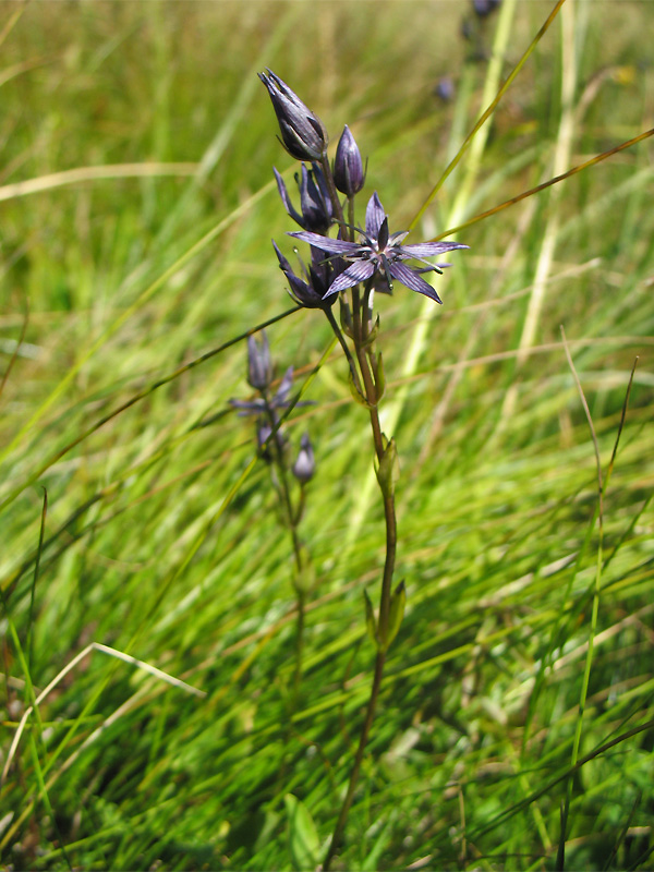 Image of Swertia alpestris specimen.