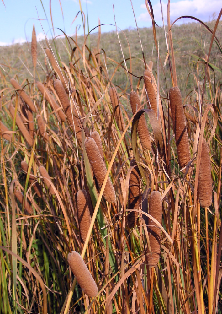 Image of genus Typha specimen.