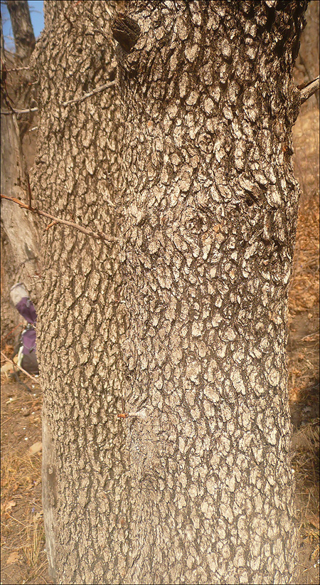 Image of Pistacia mutica specimen.