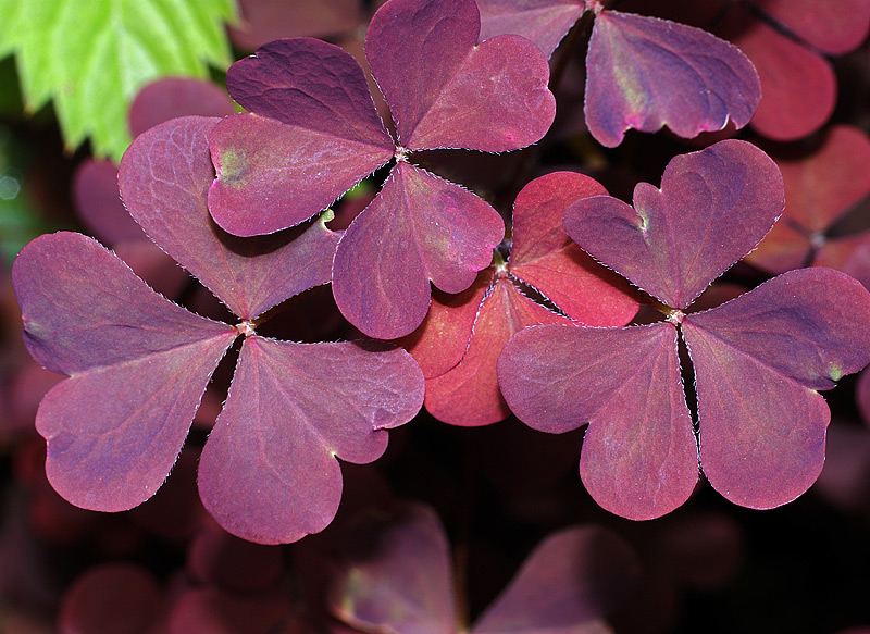 Изображение особи Oxalis stricta.