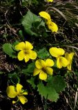 Viola uniflora