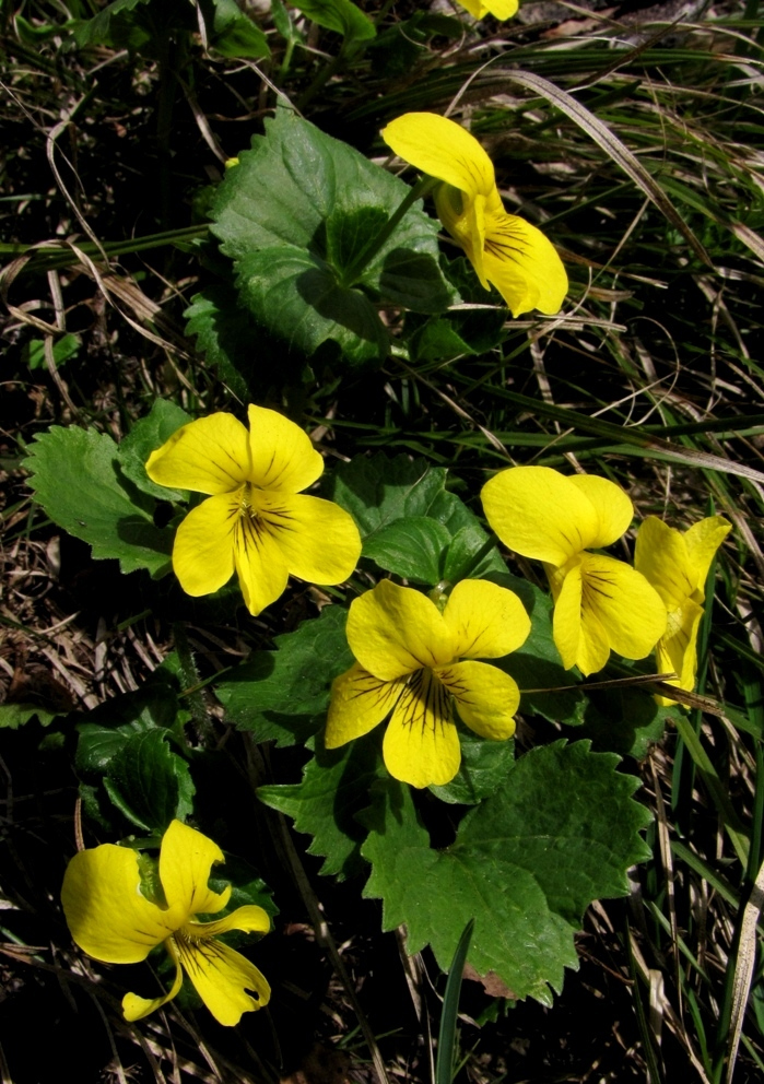 Image of Viola uniflora specimen.