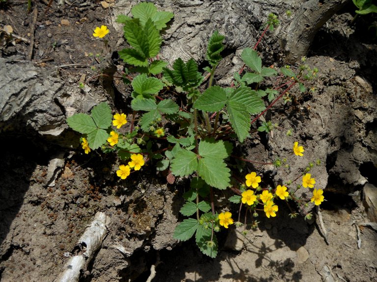 Image of Potentilla fragarioides specimen.