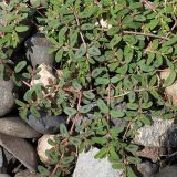 Euphorbia maculata