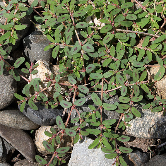 Image of Euphorbia maculata specimen.