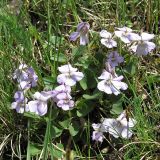 Viola rupestris