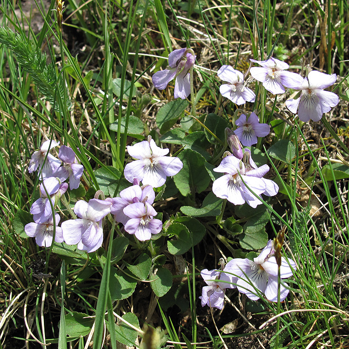 Image of Viola rupestris specimen.