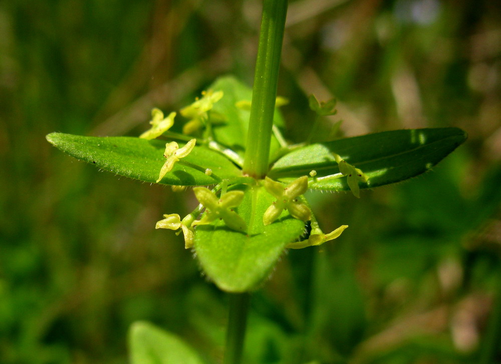 Изображение особи Cruciata krylovii.