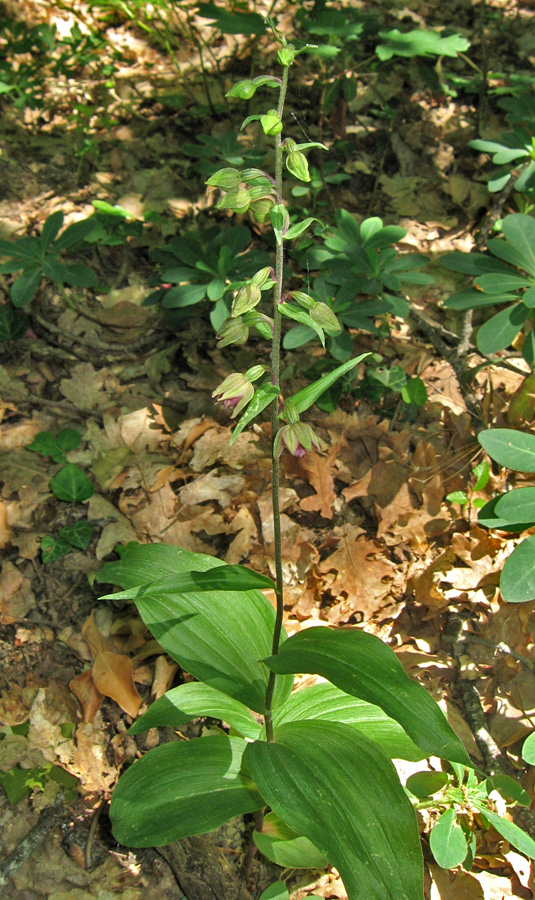 Изображение особи Epipactis helleborine.