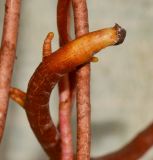 Ficus benghalensis