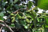 Alnus glutinosa