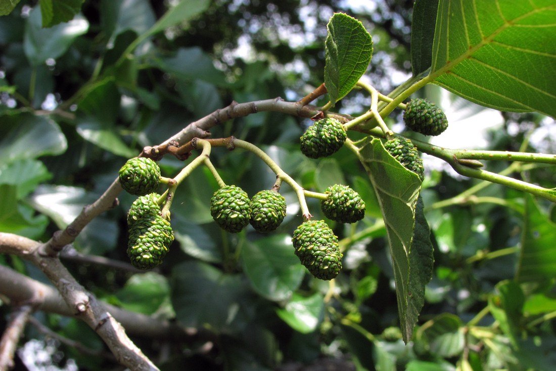 Изображение особи Alnus glutinosa.