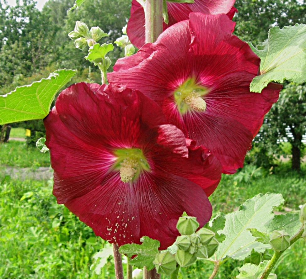 Image of Alcea rosea specimen.