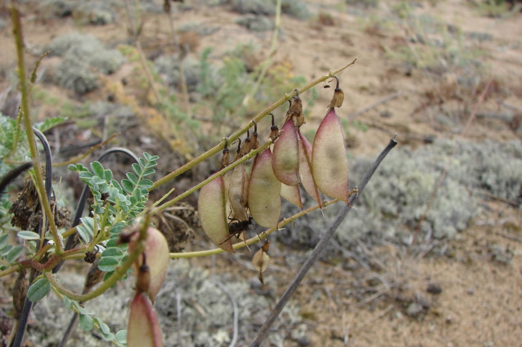 Изображение особи Astragalus sericeocanus.