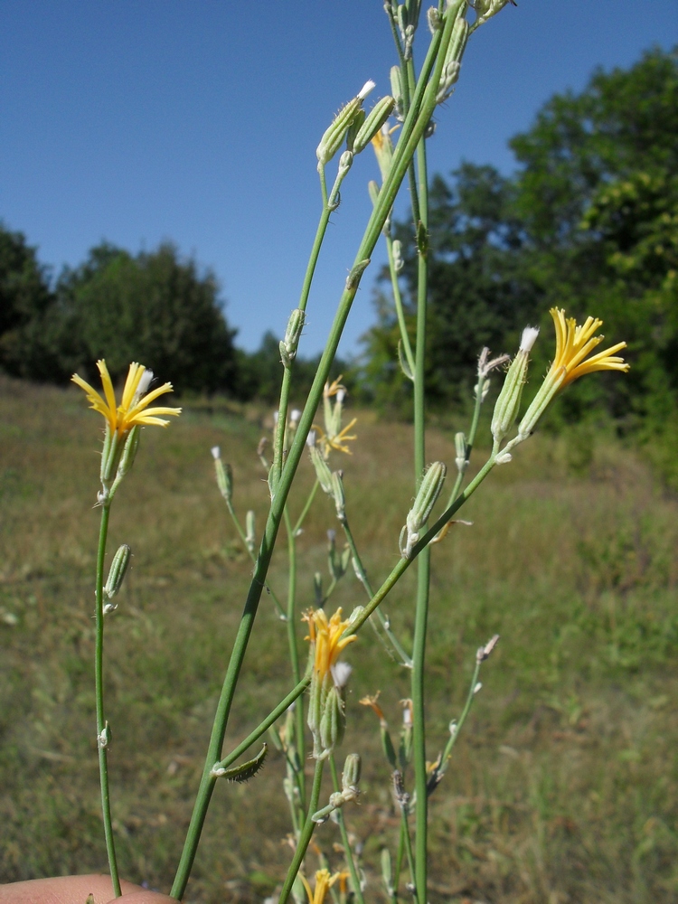 Изображение особи Chondrilla latifolia.