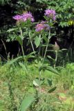 Centaurea abbreviata. Верхушка цветущего растения. Горный Крым, р. Бурульча. 5 августа 2012 г.