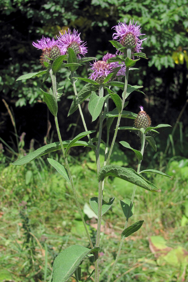 Image of Centaurea abbreviata specimen.