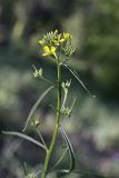 Erysimum canescens. Верхушка цветущего растения. Южный Казахстан, хр. Боролдайтау, ущ. Кокбулак. 24.04.2012.