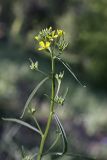 Erysimum canescens