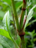 Persicaria maculosa. Часть стебля с раструбом и выходящим из него пазушным побегом. Киев, берег Святошинского озера. 8 июля 2008 г.