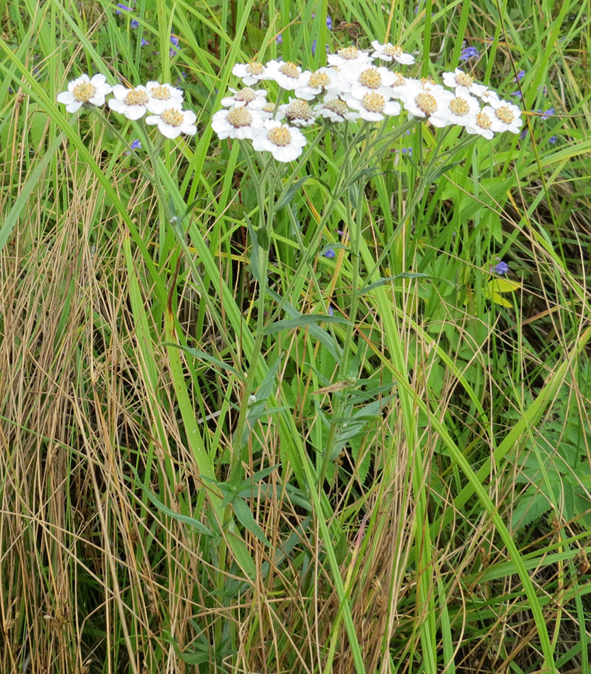 Изображение особи Achillea ptarmica.