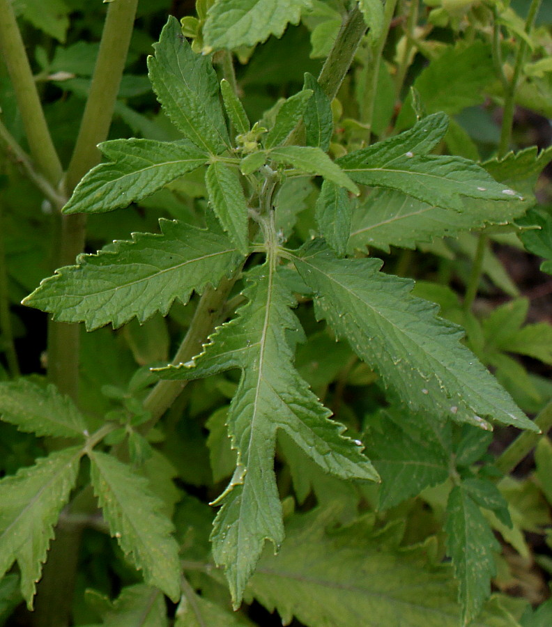 Image of Loasa tricolor specimen.