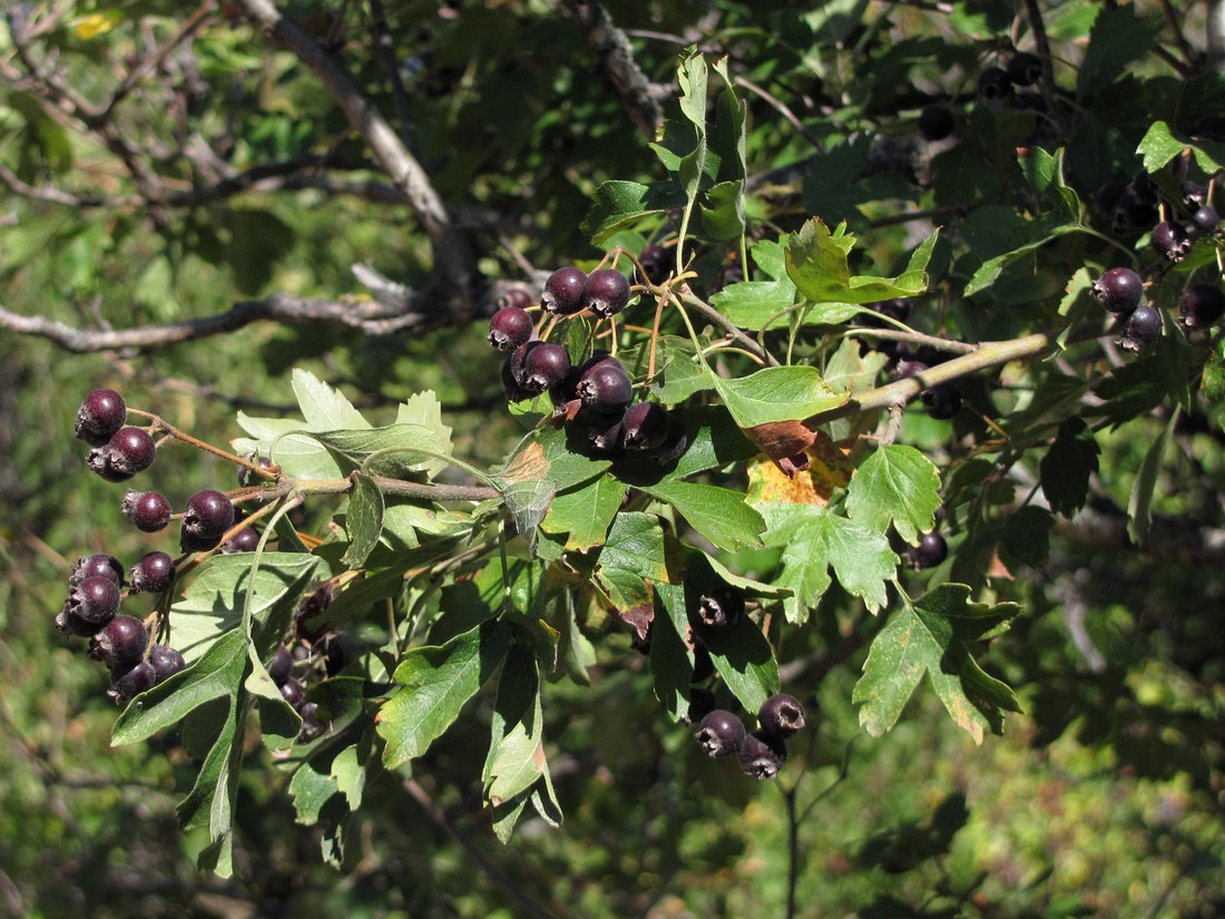 Изображение особи Crataegus pentagyna.