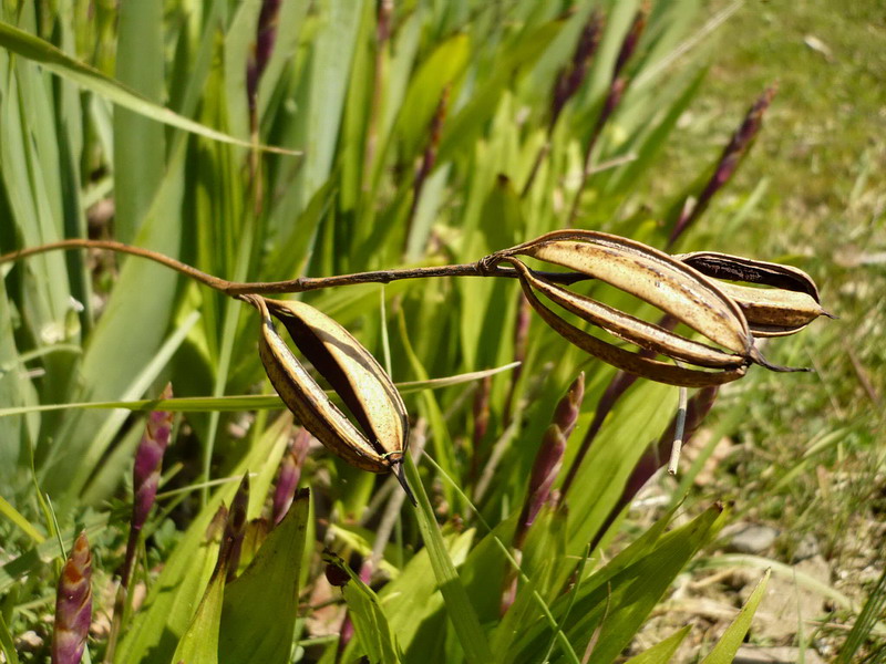 Изображение особи Bletilla striata.