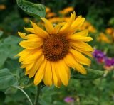 Helianthus annuus